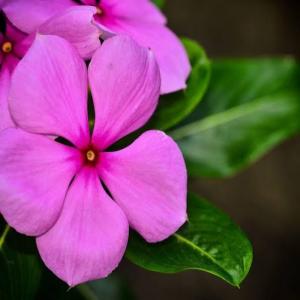 Vinca pink colour Flower | Sadabahar gulabi paudha |